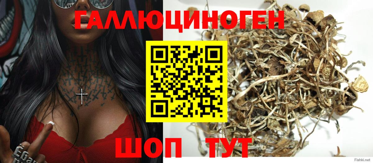 Псилоцибиновые грибы Psilocybine cubensis Нижний Новгород